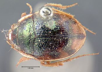 Media type: image;   Entomology 128 Aspect: habitus dorsal view